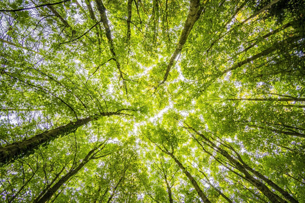 A green forest to symbolise the work we do as part of our Corporate Social Responsibility